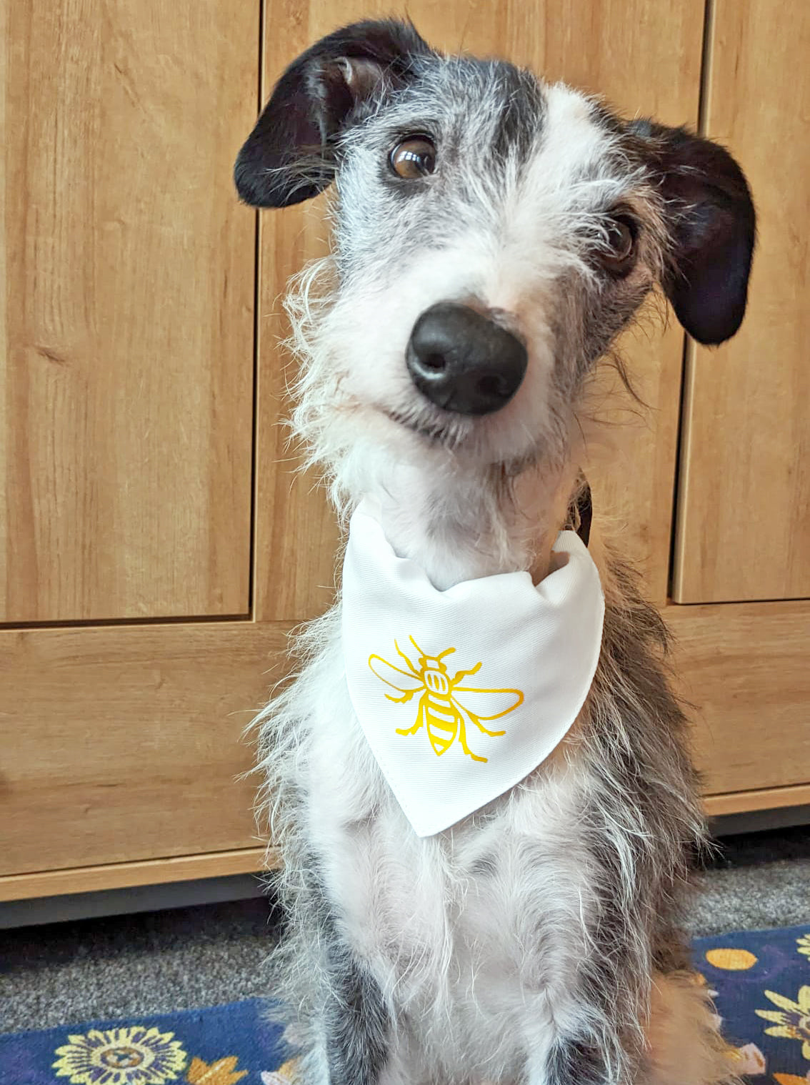 Manchester Bee Dog Bandana • The Manchester Shop