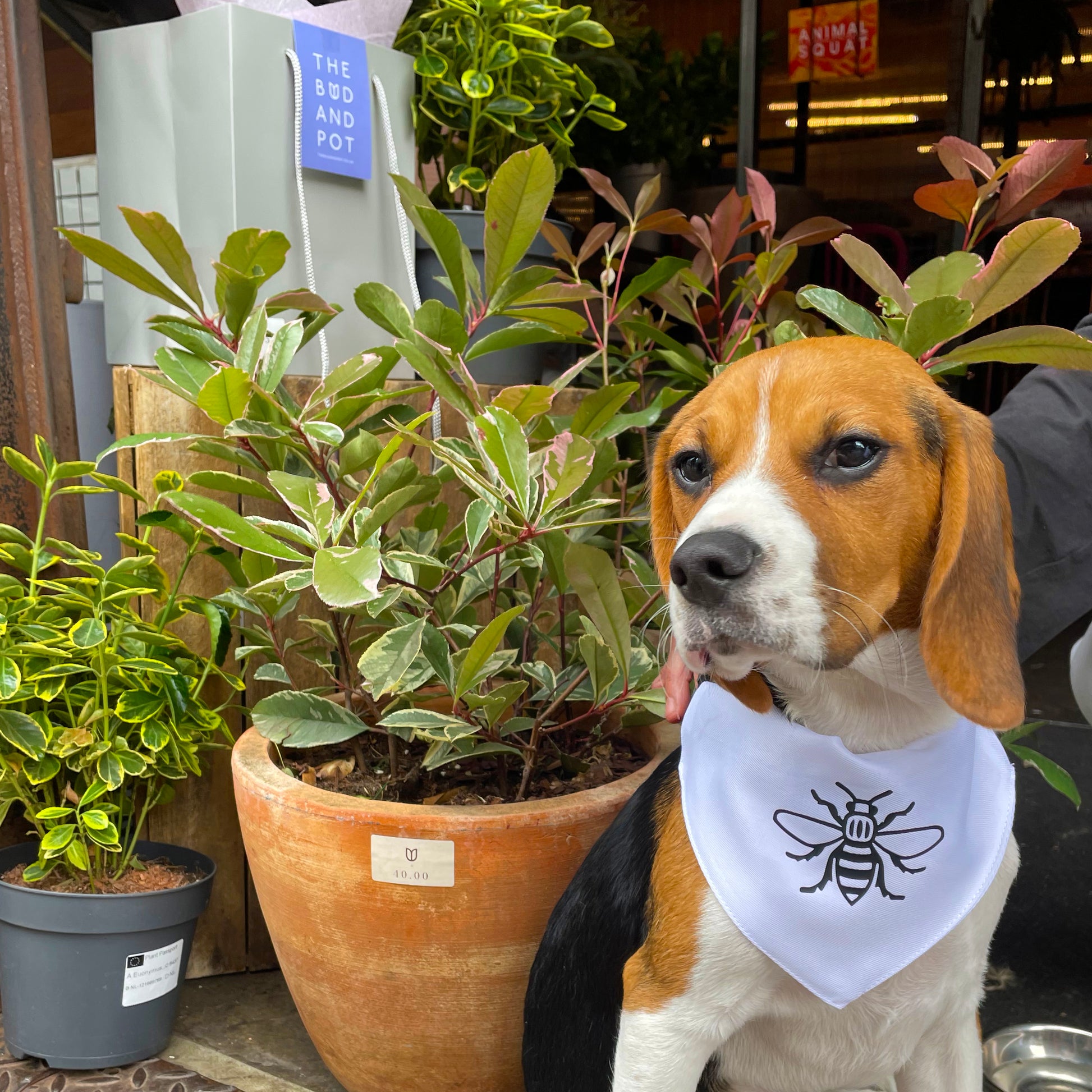 Manchester Bee Dog Bandana • The Manchester Shop