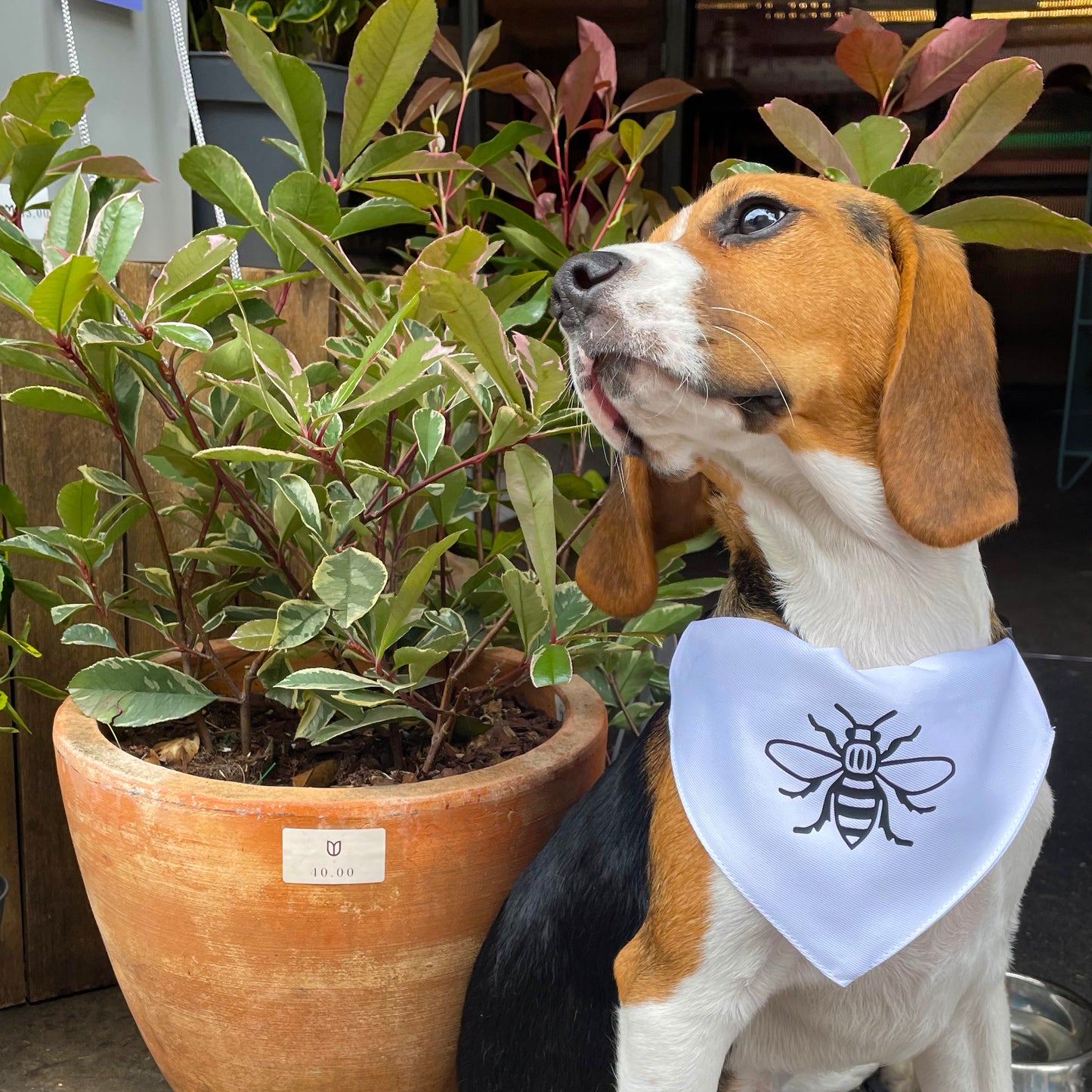 Manchester Bee Dog Bandana • The Manchester Shop